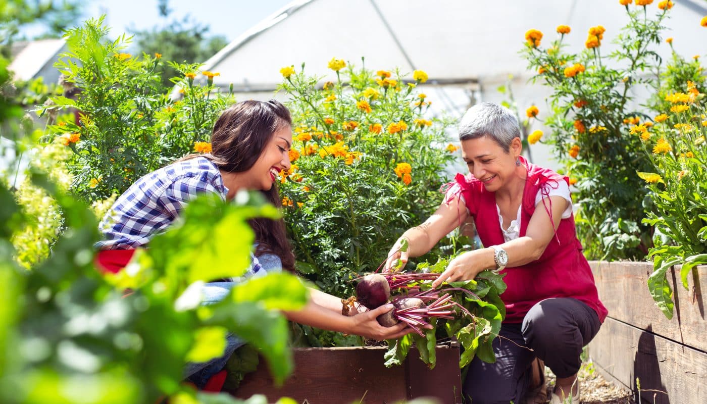 la création de jardin potager