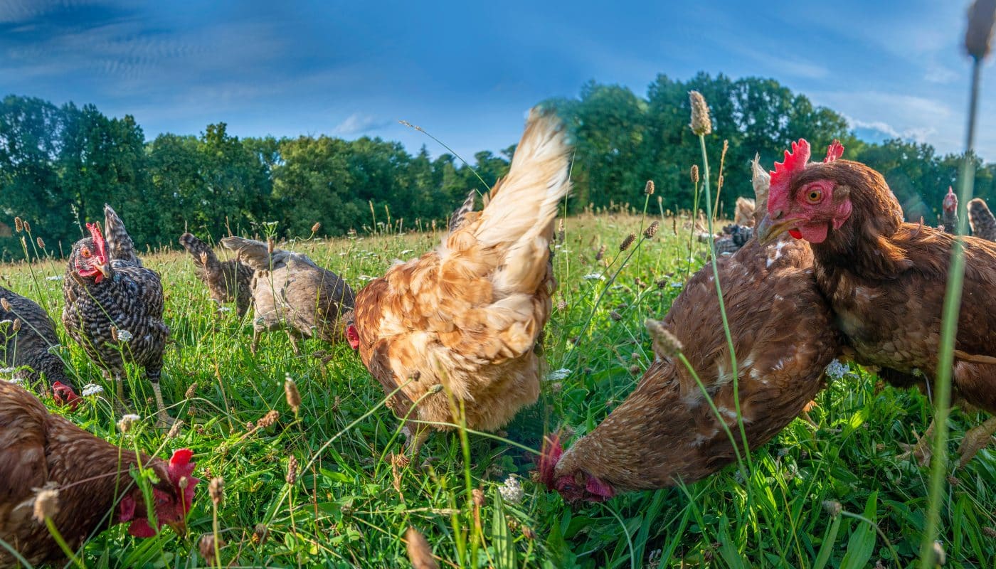 élever des poules