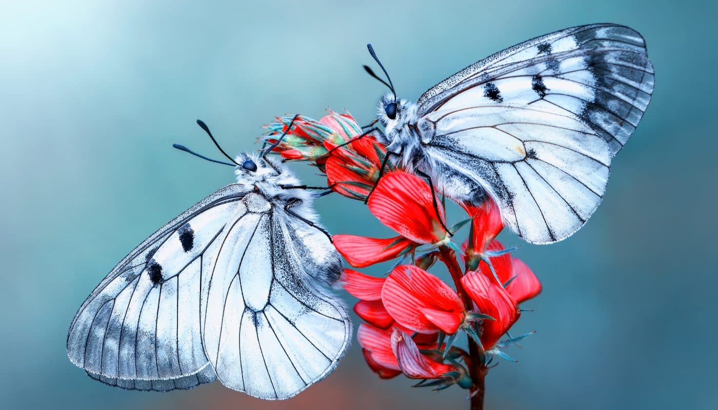 attirer des papillons dans son jardin