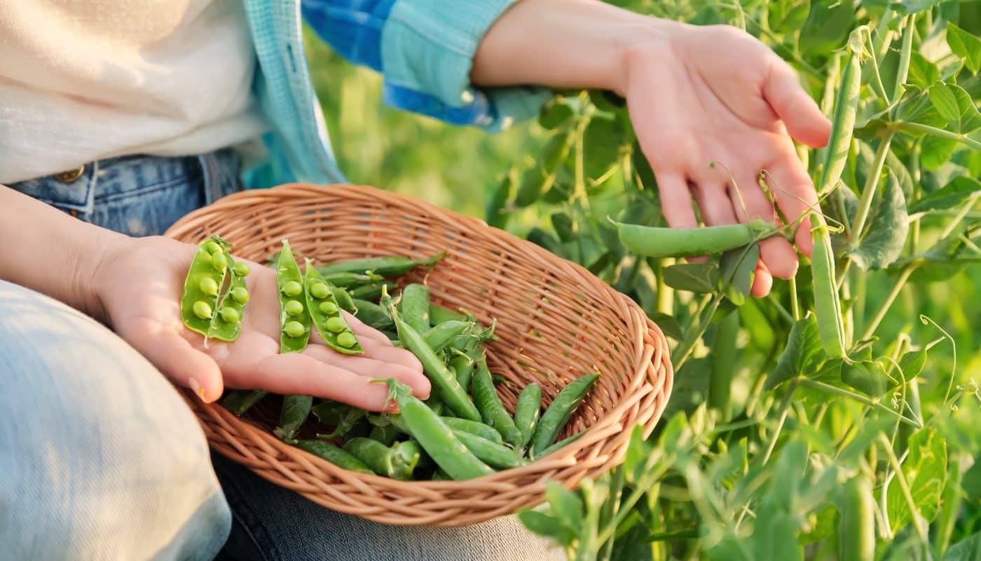 le potager 4 saisons